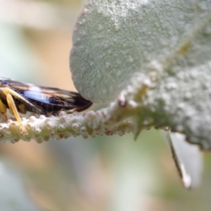 Rosopaella cuprea at Murrumbateman, NSW - 5 Jan 2023