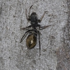 Camponotus aeneopilosus (A Golden-tailed sugar ant) at Higgins, ACT - 19 Nov 2022 by AlisonMilton