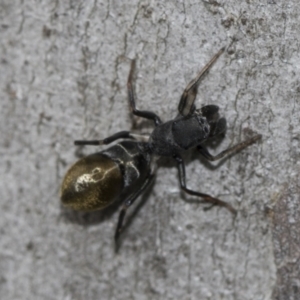 Camponotus aeneopilosus at Higgins, ACT - 19 Nov 2022
