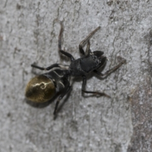 Camponotus aeneopilosus at Higgins, ACT - 19 Nov 2022