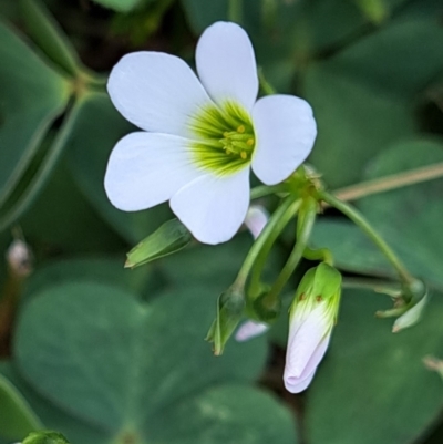 Oxalis articulata (Shamrock) at Hackett, ACT - 5 Jan 2023 by abread111