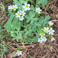 Oxalis articulata at Hackett, ACT - 6 Jan 2023 10:33 AM