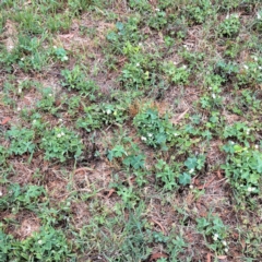 Oxalis articulata at Hackett, ACT - 6 Jan 2023