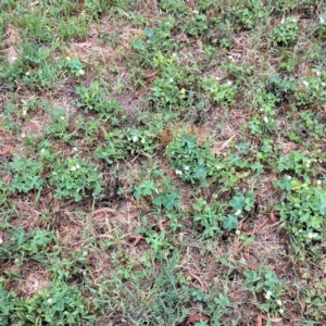 Oxalis articulata at Hackett, ACT - 6 Jan 2023 10:33 AM