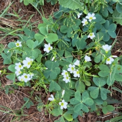 Oxalis articulata at Hackett, ACT - 6 Jan 2023 10:33 AM