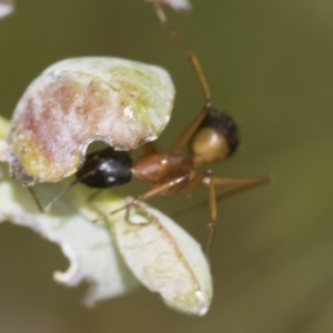 Camponotus consobrinus at Scullin, ACT - 19 Nov 2022 01:56 PM