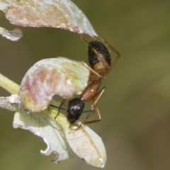 Camponotus consobrinus at Scullin, ACT - 19 Nov 2022