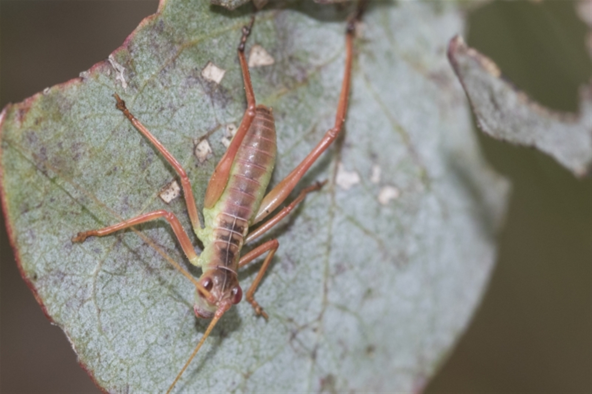 Torbia viridissima at Scullin, ACT - Canberra Nature Map