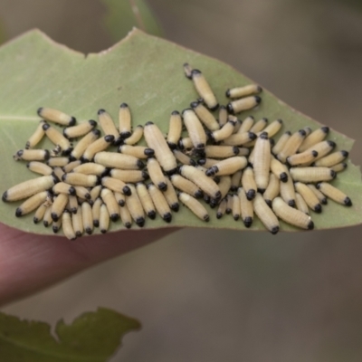 Paropsisterna cloelia (Eucalyptus variegated beetle) at Scullin, ACT - 19 Nov 2022 by AlisonMilton