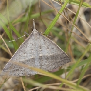 Epidesmia hypenaria at Scullin, ACT - 31 Dec 2022