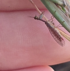 Mantispidae (family) (Unidentified mantisfly) at Higgins Woodland - 6 Jan 2023 by MattM