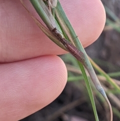 Mantispidae (family) at Higgins, ACT - 6 Jan 2023 06:30 PM