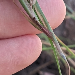 Mantispidae (family) at Higgins, ACT - 6 Jan 2023 06:30 PM