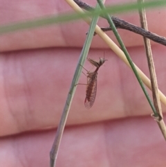 Mantispidae (family) at Higgins, ACT - 6 Jan 2023 06:30 PM