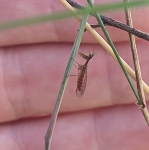 Mantispidae (family) at Higgins, ACT - 6 Jan 2023 06:30 PM