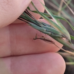 Mantispidae (family) at Higgins, ACT - 6 Jan 2023 06:30 PM