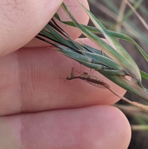 Mantispidae (family) at Higgins, ACT - 6 Jan 2023