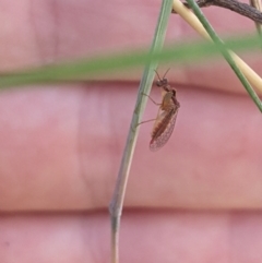 Mantispidae (family) at Higgins, ACT - 6 Jan 2023 06:30 PM