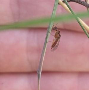 Mantispidae (family) at Higgins, ACT - 6 Jan 2023 06:30 PM