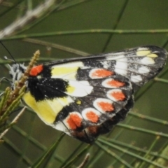 Delias aganippe (Spotted Jezebel) at Stromlo, ACT - 5 Jan 2023 by JohnBundock