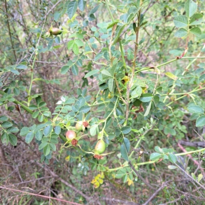 Rosa rubiginosa (Sweet Briar, Eglantine) at Mount Majura - 5 Jan 2023 by abread111