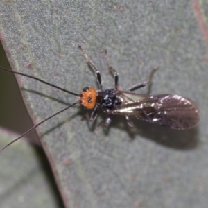 Braconidae (family) at Scullin, ACT - 19 Nov 2022 01:25 PM