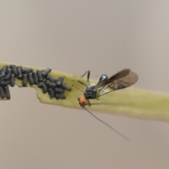 Braconidae (family) at Scullin, ACT - 19 Nov 2022 01:25 PM