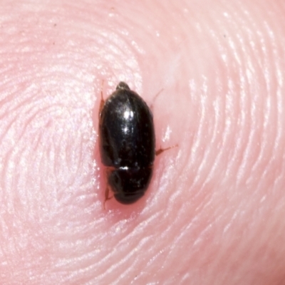 Hydrophilidae (family) (Unidentified water scavenger beetle) at Higgins, ACT - 26 Dec 2022 by AlisonMilton