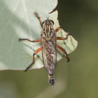 Zosteria sp. (genus) (Common brown robber fly) at Hawker, ACT - 27 Dec 2022 by AlisonMilton