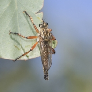 Zosteria sp. (genus) at Hawker, ACT - 27 Dec 2022