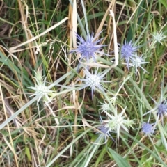 Eryngium ovinum (Blue Devil) at Conder Ponds & stormwater drain - 5 Jan 2023 by Halina