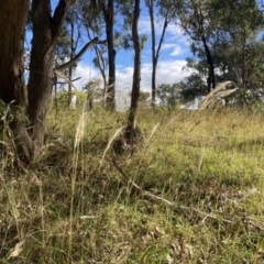 Dichelachne crinita (Long-hair Plume Grass) at Higgins Woodland - 6 Jan 2023 by MattM