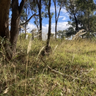 Dichelachne crinita (Long-hair Plume Grass) at Higgins, ACT - 6 Jan 2023 by MattM