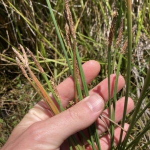 Eleocharis acuta at Lyneham, ACT - 3 Jan 2023