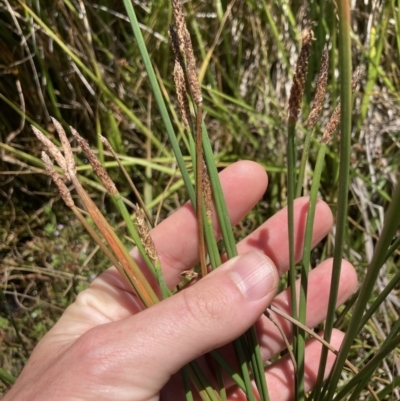 Eleocharis sp. (Spike-rush) at Crace Grasslands - 3 Jan 2023 by MattM