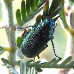 Diphucephala sp. (genus) (Green Scarab Beetle) at Stromlo, ACT - 5 Jan 2023 by JohnBundock