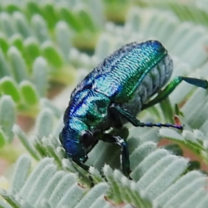 Diphucephala sp. (genus) at Stromlo, ACT - 6 Jan 2023