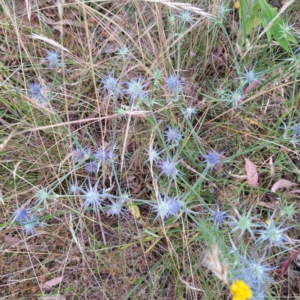 Eryngium ovinum at Hackett, ACT - 6 Jan 2023 11:23 AM