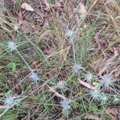 Eryngium ovinum at Hackett, ACT - 6 Jan 2023