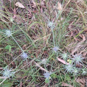 Eryngium ovinum at Hackett, ACT - 6 Jan 2023 11:23 AM