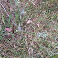 Eryngium ovinum at Hackett, ACT - 6 Jan 2023 11:23 AM