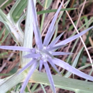 Eryngium ovinum at Hackett, ACT - 6 Jan 2023 11:23 AM