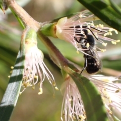 Megachile (Hackeriapis) canifrons at Murrumbateman, NSW - 3 Jan 2023 by SimoneC