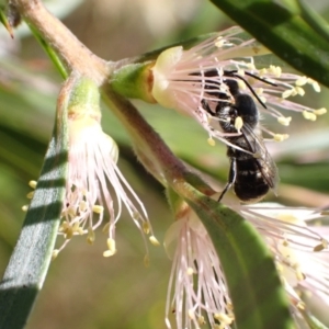 Megachile (Hackeriapis) canifrons at Murrumbateman, NSW - 3 Jan 2023