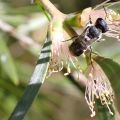 Megachile (Hackeriapis) canifrons at Murrumbateman, NSW - 3 Jan 2023