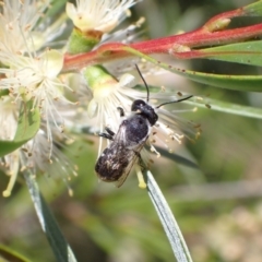 Megachile (Hackeriapis) canifrons at Murrumbateman, NSW - 3 Jan 2023