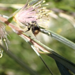 Megachile (Hackeriapis) canifrons at Murrumbateman, NSW - 3 Jan 2023