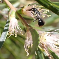 Megachile (Hackeriapis) canifrons at Murrumbateman, NSW - 3 Jan 2023