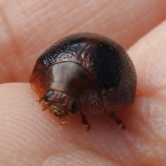 Dicranosterna immaculata (Acacia leaf beetle) at Stromlo, ACT - 6 Jan 2023 by JohnBundock