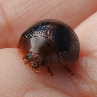 Dicranosterna immaculata (Acacia leaf beetle) at Lower Molonglo - 6 Jan 2023 by JohnBundock